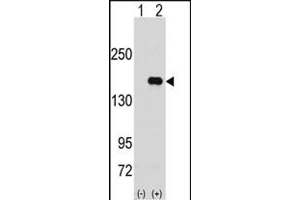 PUM2 antibody  (N-Term)