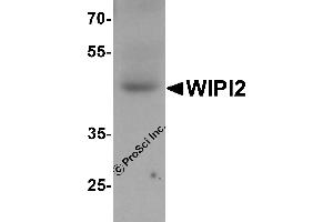 Western Blotting (WB) image for anti-WD Repeat Domain, Phosphoinositide Interacting 2 (WIPI2) (N-Term) antibody (ABIN1077403)