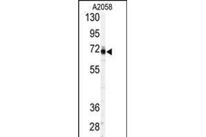 Western blot analysis of anti-PSS1 Antibody (C-term ) (ABIN389138 and ABIN2839314) in  cell line lysates (35 μg/lane).