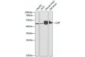 Western blot analysis of extracts of various cell lines using CNP Polyclonal Antibody at dilution of 1:1000. (Cnpase antibody)