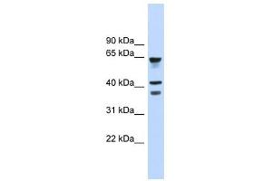 GPR27 antibody used at 1 ug/ml to detect target protein. (GPR27 antibody  (Middle Region))
