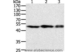 Western blot analysis of NIH/3T3, 293T and Jurkat cell, using F7 Polyclonal Antibody at dilution of 1:400