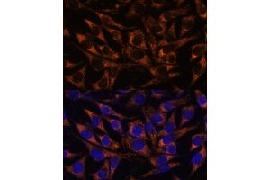 Immunofluorescence (IF) image for anti-Acetyl-CoA Acyltransferase 2 (ACAA2) (AA 1-250) antibody (ABIN7265368)