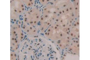 Used in DAB staining on fromalin fixed paraffin- embedded kidney tissue (TCEA1 antibody  (AA 1-228))