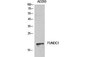 Western Blot (WB) analysis of AD293 cells using FUNDC1 Polyclonal Antibody. (FUNDC1 antibody  (Internal Region))