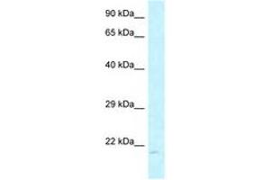 Image no. 1 for anti-ADP-Ribosylation Factor-Like 6 Interacting Protein 1 (ARL6IP1) (C-Term) antibody (ABIN6747538) (ARL6IP1 antibody  (C-Term))