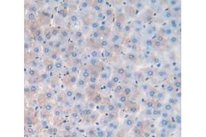 IHC-P analysis of Rat Tissue, with DAB staining. (SFRP5 antibody  (AA 45-162))