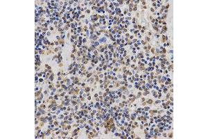Immunohistochemistry (IHC) image for anti-Histone 3 (H3) (H3K36me3) antibody (ABIN3016039) (Histone 3 antibody  (H3K36me3))