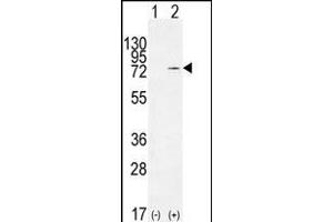 Western blot analysis of NCL (arrow) using rabbit polyclonal NCL Antibody (Center ) (ABIN655626 and ABIN2845105). (Nucleolin antibody  (AA 428-455))
