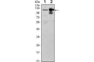 Western blot analysis using UBE1L mouse mAb against Raji (1) and THP-1 (2) cell lysate. (UBA7 antibody)