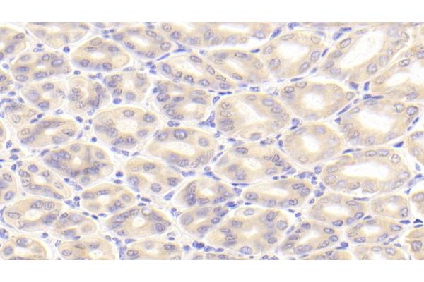 PROK2 antibody  (AA 30-118)