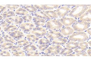 Detection of PK2 in Mouse Stomach Tissue using Polyclonal Antibody to Prokineticin 2 (PK2)