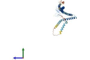AlphaFold protein structure predicition of Mouse Recombinant Plekhd1 Protein, UniprotID B2RPU2