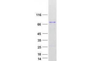 Validation with Western Blot (DNAJC2 Protein (Transcript Variant 2) (Myc-DYKDDDDK Tag))
