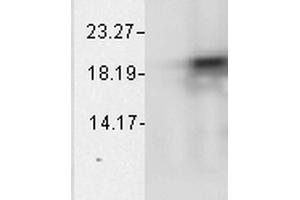 Western Blot analysis of Bovine cell lysates showing detection of Alpha B Crystallin protein using Mouse Anti-Alpha B Crystallin Monoclonal Antibody, Clone 1A7. (CRYAB antibody  (Atto 488))