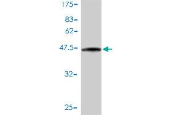 Cytohesin 3 antibody  (AA 1-180)