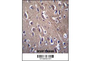PON2 Antibody immunohistochemistry analysis in formalin fixed and paraffin embedded human brain tissue followed by peroxidase conjugation of the secondary antibody and DAB staining.