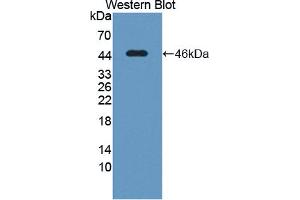 Western blot analysis of the recombinant protein. (POR antibody  (AA 210-578))