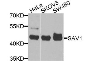 Western blot analysis of extracts of various cell lines, using SAV1 antibody (ABIN6003689) at 1/1000 dilution. (SAV1 antibody)