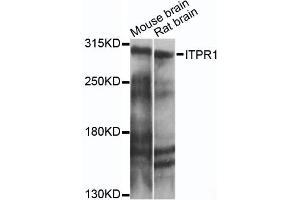 Western blot analysis of extracts of various cell lines, using ITPR1 antibody (ABIN6293225) at 1:1000 dilution. (ITPR1 antibody)