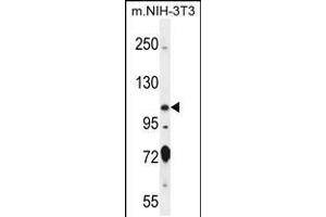 Western blot analysis in mouse NIH-3T3 cell line lysates (35ug/lane). (NSP5 antibody  (AA 705-733))