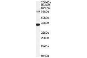 Image no. 1 for anti-Origin Recognition Complex, Subunit 3 (ORC3) (C-Term) antibody (ABIN374085)