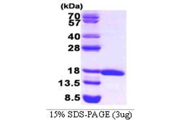 EIF5A Protein (AA 1-154)