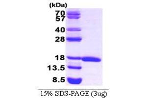 SDS-PAGE (SDS) image for Eukaryotic Translation Initiation Factor 5A (EIF5A) (AA 1-154) protein (ABIN666636) (EIF5A Protein (AA 1-154))