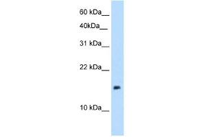 PAGE1 antibody used at 5 ug/ml to detect target protein. (PAGE1 antibody)