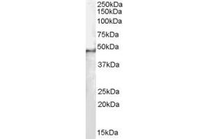 Western Blotting (WB) image for anti-Splicing Factor 3b, Subunit 4, 49kDa (SF3B4) (AA 2-14) antibody (ABIN297643) (SF3B4 antibody  (AA 2-14))