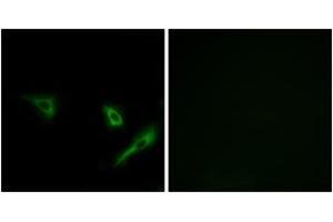 Immunofluorescence analysis of A549 cells, using ATG4A Antibody. (ATG4A antibody  (AA 81-130))