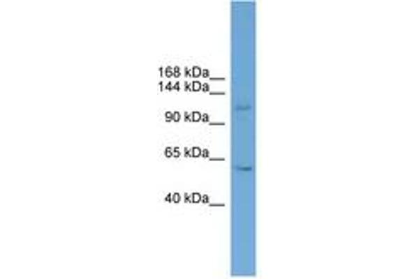 ZNF628 antibody  (AA 939-988)