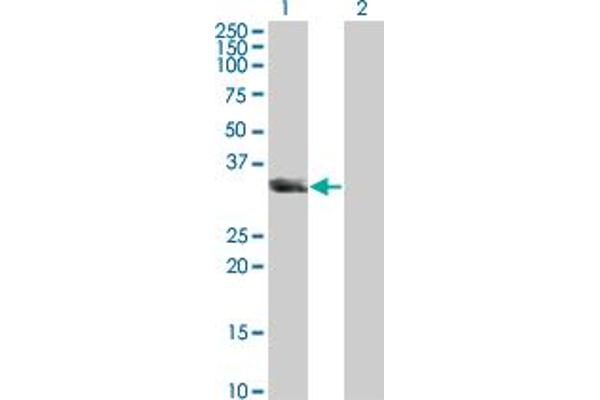 UNC119 antibody  (AA 1-240)