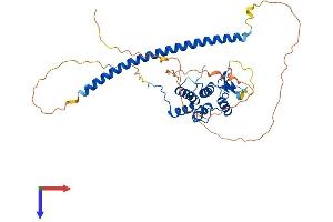 RAB3A Interacting Protein (Rabin3) (RAB3IP) (AA 1-428) protein (His tag)