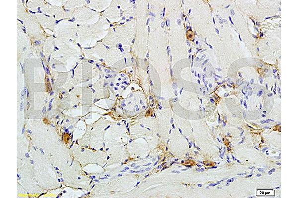 NRF2 antibody  (pSer40)