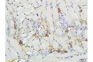 Formalin-fixed and paraffin embedded rat kidney tissue labeled with Anti-phospho-Nrf2 (Ser40) Polyclonal Antibody (ABIN676673), Unconjugated 1:200 followed by conjugation to the secondary antibody and DAB staining