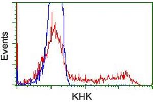 Image no. 3 for anti-Ketohexokinase (KHK) antibody (ABIN1499021) (Ketohexokinase antibody)
