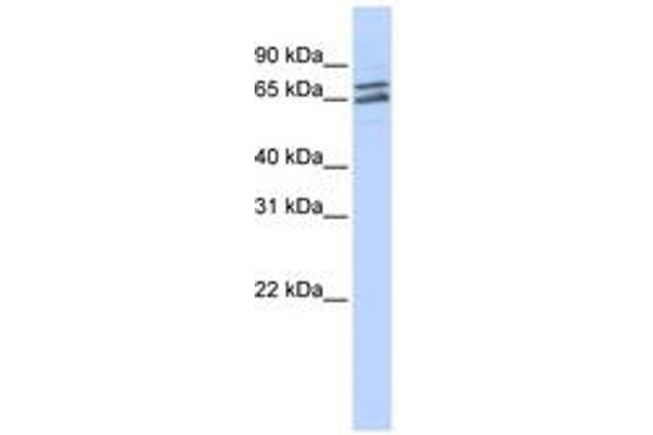 PAPOLG antibody  (C-Term)