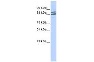 Image no. 1 for anti-Poly(A) Polymerase gamma (PAPOLG) (C-Term) antibody (ABIN6740704) (PAPOLG antibody  (C-Term))