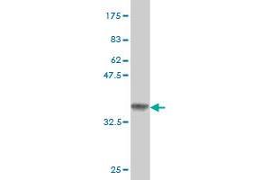 Western Blot detection against Immunogen (36. (MECOM antibody  (AA 952-1050))