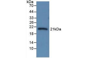 Western Blot; Sample: Recombinant CBG, Rat. (SERPINA6 antibody  (AA 173-344))