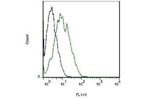 Mouse cells probed with Rabbit Anti-MOT8/SLC16A2 Polyclonal Antibody . (SLC16A2/MCT8 antibody  (AA 101-200))