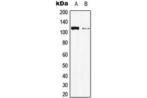 Western blot analysis of BMPR2 expression in HEK293T (A), Raw264. (BMPR2 antibody  (N-Term))