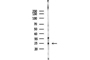 anti-Neurensin 1 (NRSN1) (N-Term) antibody