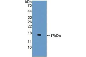 Detection of Recombinant DDT, Mouse using Polyclonal Antibody to D-Dopachrome Tautomerase (DDT) (DDT antibody  (AA 2-118))