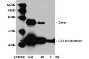 Western blot analysis of GST fusion protein using 1 µg/mL Goat Anti-GST-tag Polyclonal Antibody (ABIN398846) The signal was developed with LumiSensorTM HRP Substrate Kit (ABIN769939) (GST antibody  (HRP))