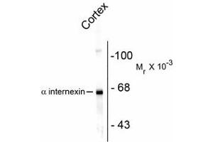 Image no. 1 for anti-Internexin Neuronal Intermediate Filament Protein, alpha (INA) antibody (ABIN303923) (INA antibody)