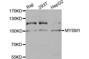 Western blot analysis of extracts of various cell lines, using MYSM1 antibody. (MYSM1 antibody  (C-Term))