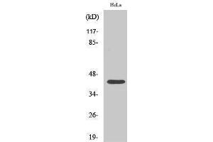 Western Blotting (WB) image for anti-cAMP Responsive Element Binding Protein 1 (CREB1) (pSer142) antibody (ABIN3182733) (CREB1 antibody  (pSer142))