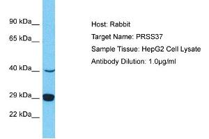 Host: Rabbit Target Name: PRSS37 Sample Type: HepG2 Whole Cell lysates Antibody Dilution: 1. (PRSS37 antibody  (N-Term))